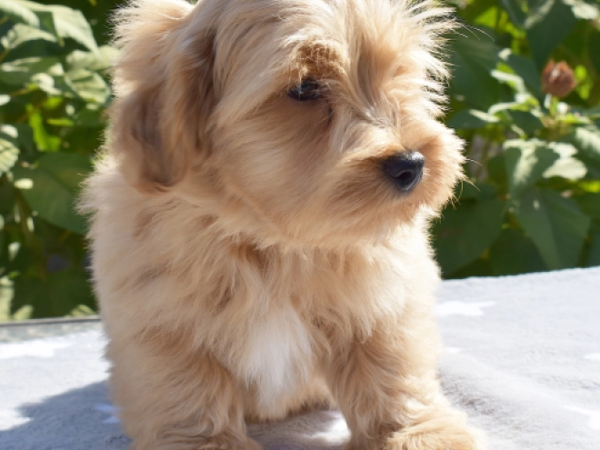 Havanese puppy for sale