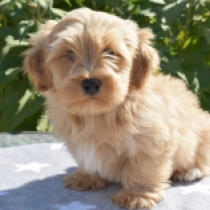 Eddy, golden Havanese for sale