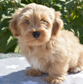 Eddy, golden Havanese for sale
