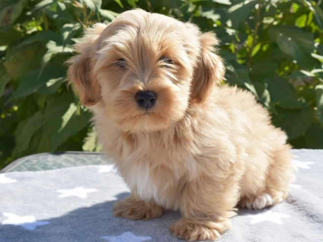 Havanese puppy for sale