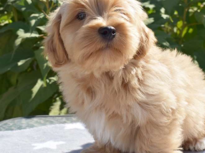 Havanese puppy for sale