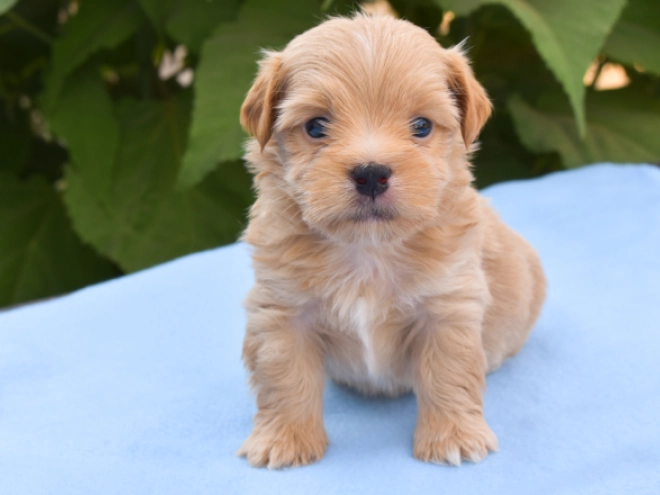 Havanese puppy for sale