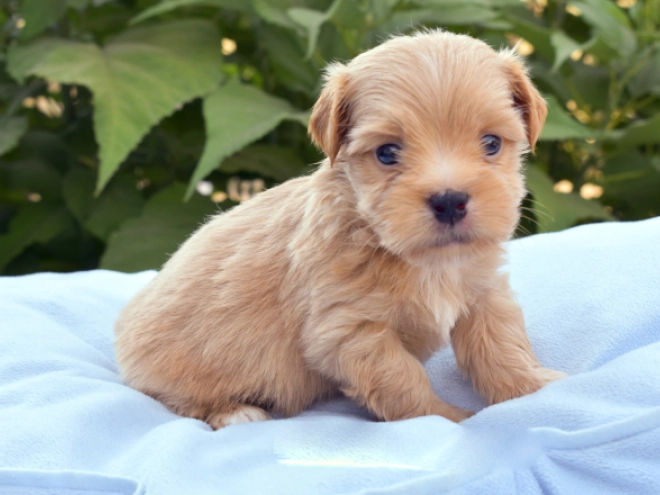 Havanese puppy for sale