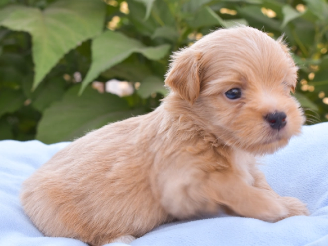 Havanese puppy for sale