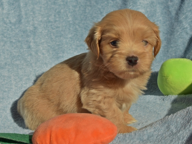 Havanese puppy for sale