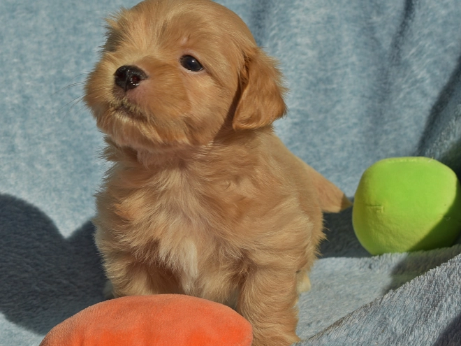 Havanese puppy for sale