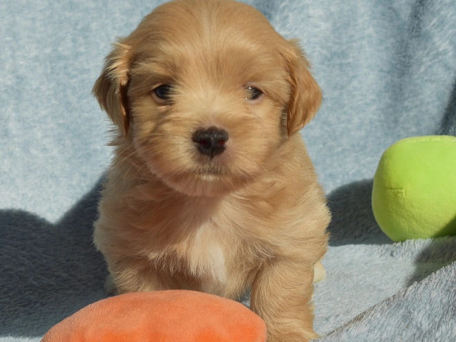 Havanese puppy for sale