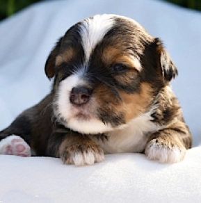 Havanese puppy for sale