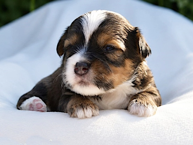 Havanese puppy for sale