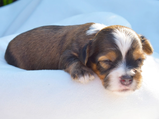 Havanese puppy for sale