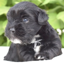 Black Jack, black with markings Bichón Habanero en venta