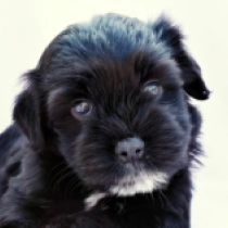 Black Jack, black with markings Havaneser Welpen kaufen