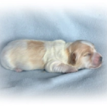 Felix, white with markings Havanese for sale