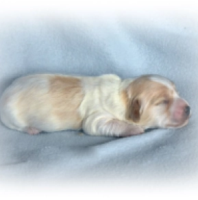 Havanese puppy for sale