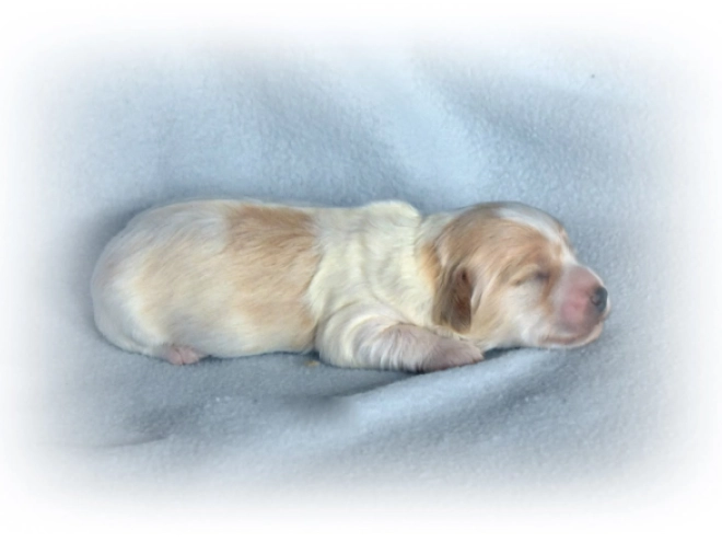 Havanese puppy for sale