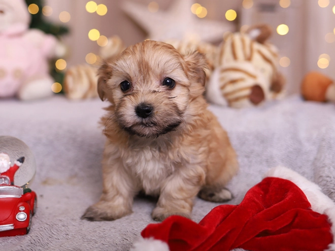 Havanese puppy for sale