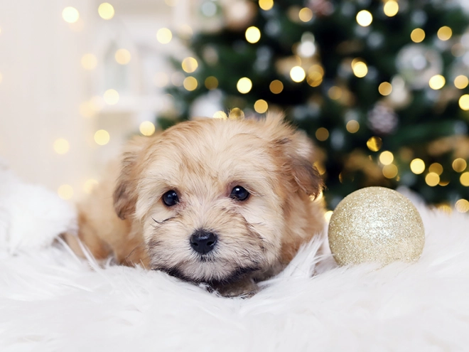 Havanese puppy for sale