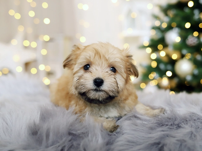 Havanese puppy for sale