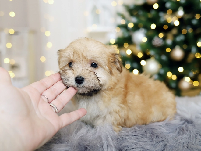 Havanese puppy for sale