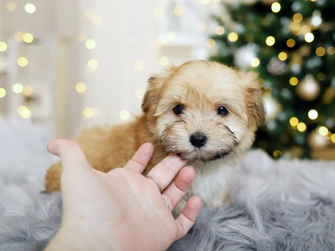 Havanese puppy for sale