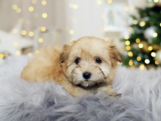 Havanese puppy for sale