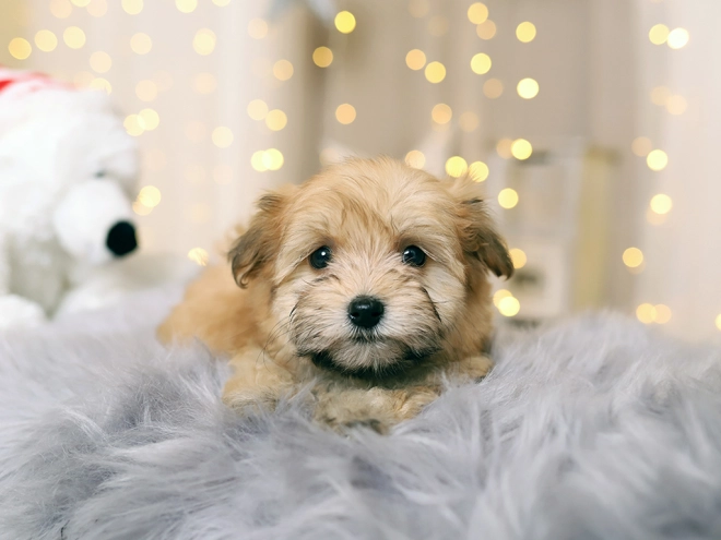 Havanese puppy for sale