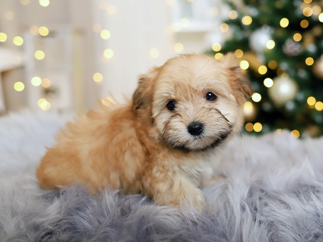 Havanese puppy for sale
