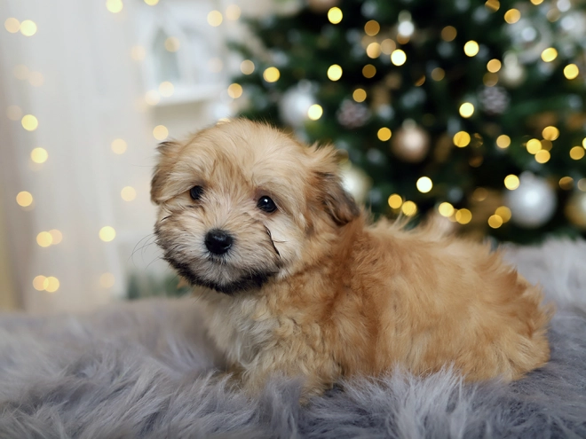 Havanese puppy for sale