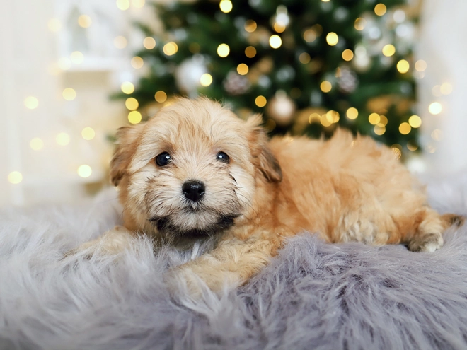 Havanese puppy for sale