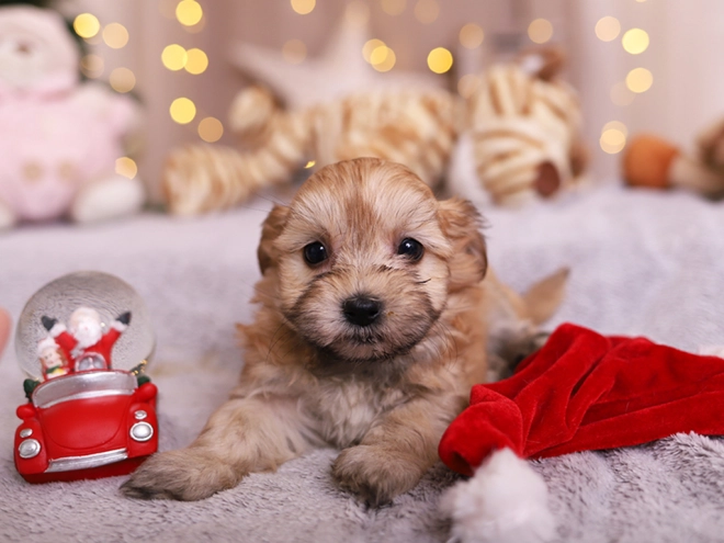 Havanese puppy for sale