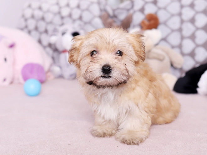 Havanese puppy for sale