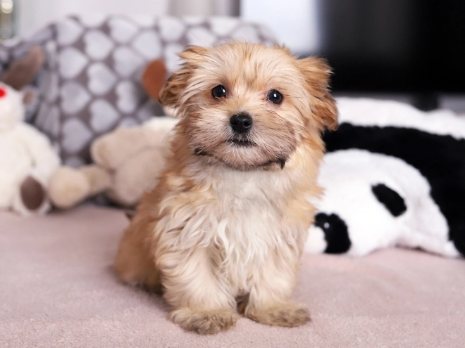 Havanese puppy for sale