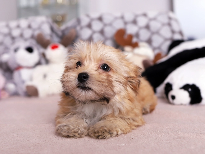 Havanese puppy for sale