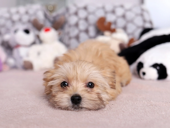 Havanese puppy for sale