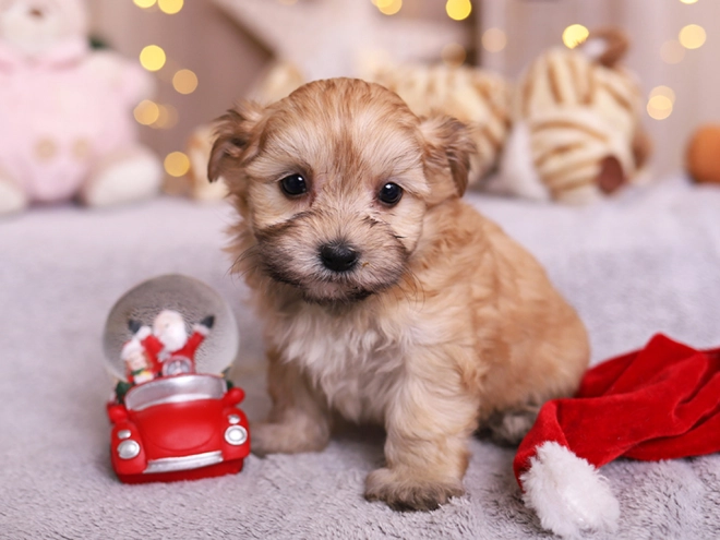Havanese puppy for sale