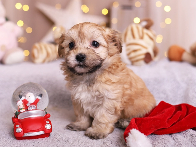 Havanese puppy for sale