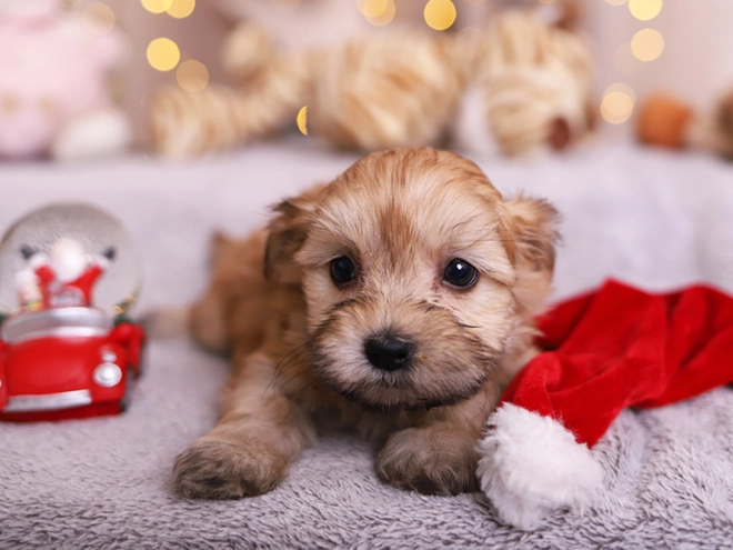 Havanese puppy for sale