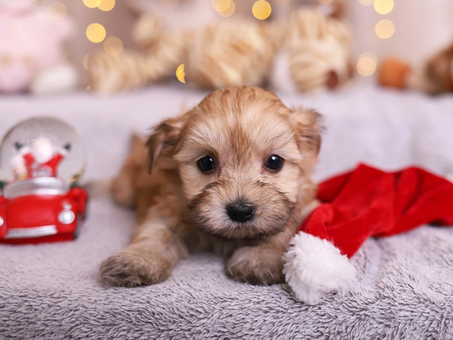 Havanese puppy for sale