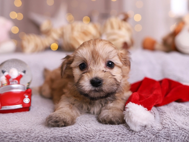 Havanese puppy for sale