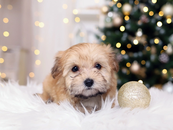 Havanese puppy for sale