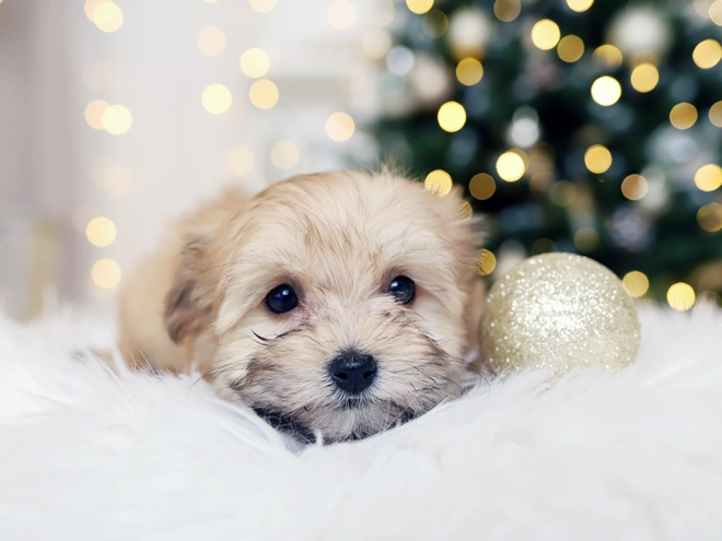 Havanese puppy for sale