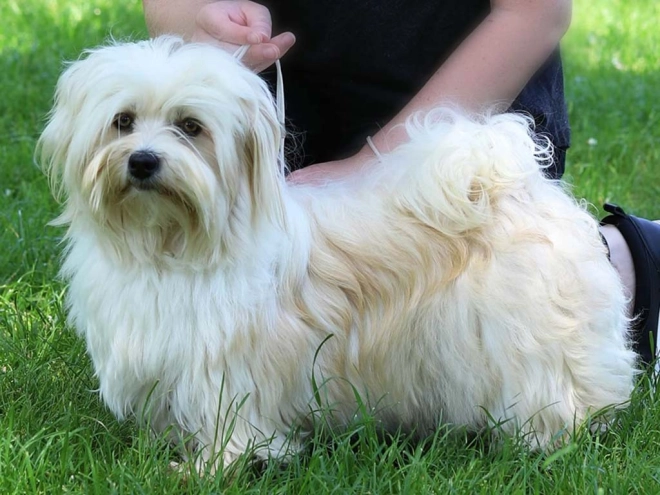Havanese puppy for sale