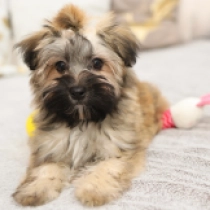 Lovedy, sable Havanese for sale