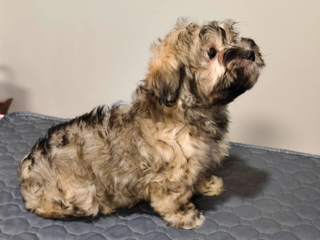 Havanese puppy for sale