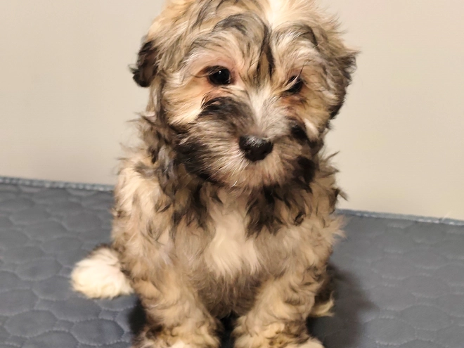 Havanese puppy for sale