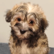 Havanese puppy for sale