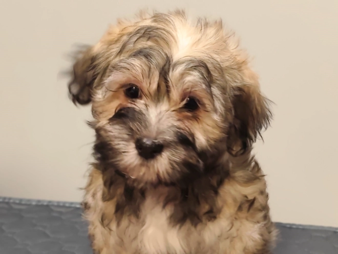 Havanese puppy for sale