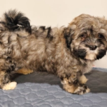 Havanese puppy for sale