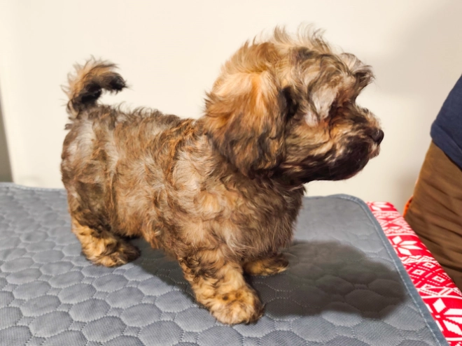 Perros Bichón Habanero en venta