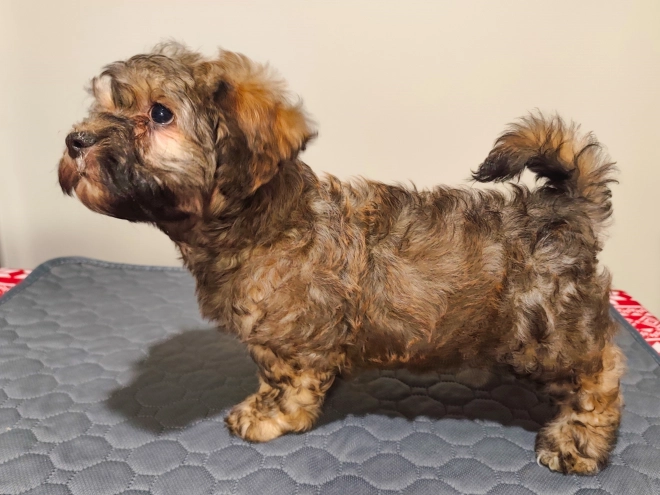 Perros Bichón Habanero en venta